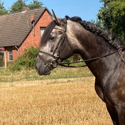 Convincing Lusitano gelding