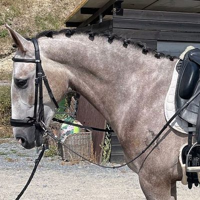 PRE 4 years dream horse