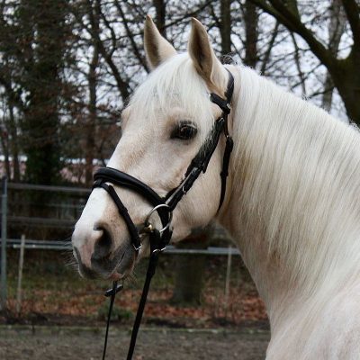 Andalusian Driven and Ridden