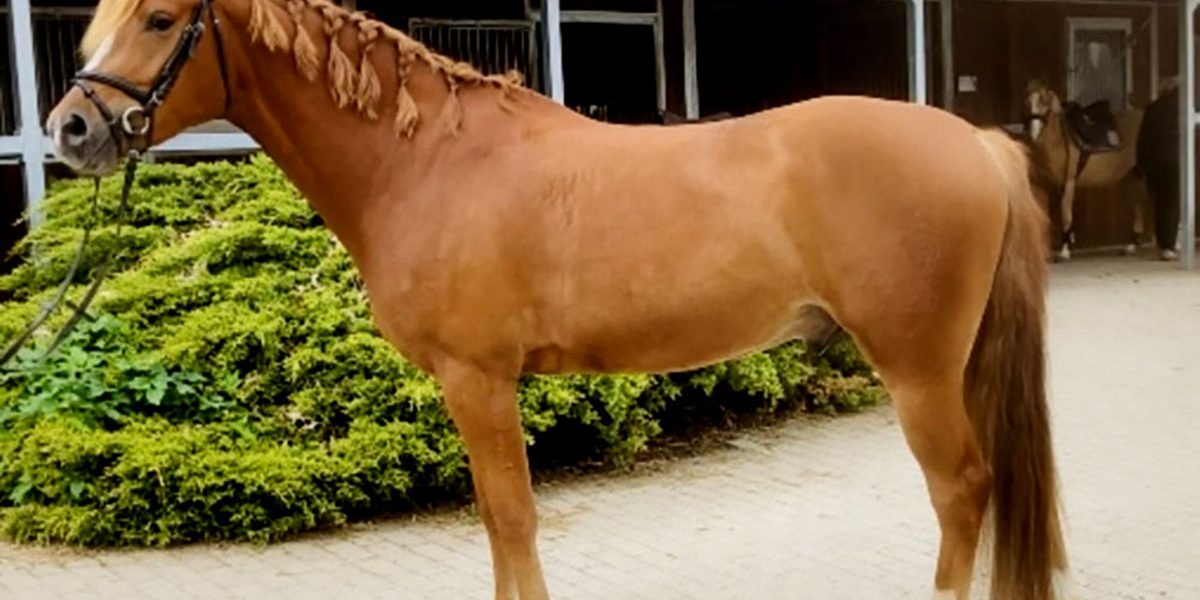 ponyfuchs01