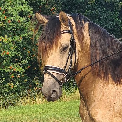 Pretty Andalusian special color