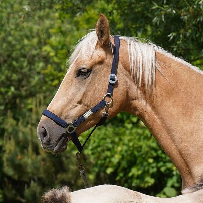 Odenburg mare Palomino