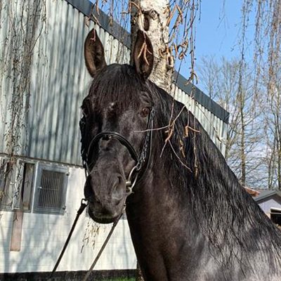 PRE 13 years dressage professor