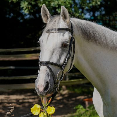 11 year old Andalusian leisure