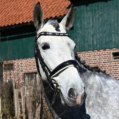 Pretty easy to Ride PRE mare