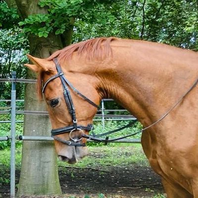 Handsome Vivaldi gelding