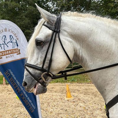 PRE dream horse for dressage