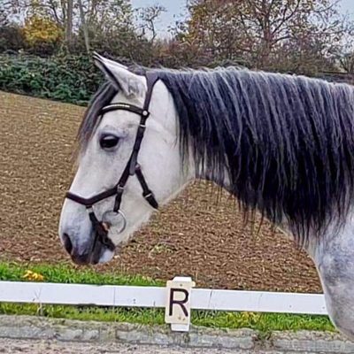 Andalusian great buddy