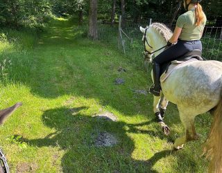 Ausreiten ist ein wichtiger Bestandteil der Pferdeausbildung