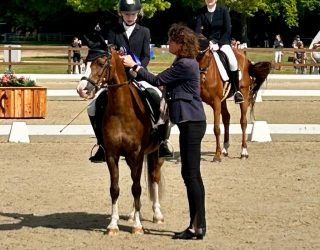 Dream pony Pocco looking for a new home