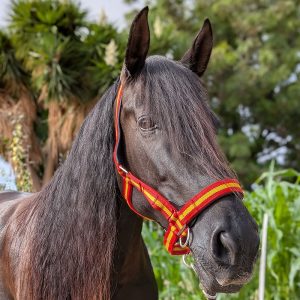 Stabiles Halfter in spanischen Farben an Rappe