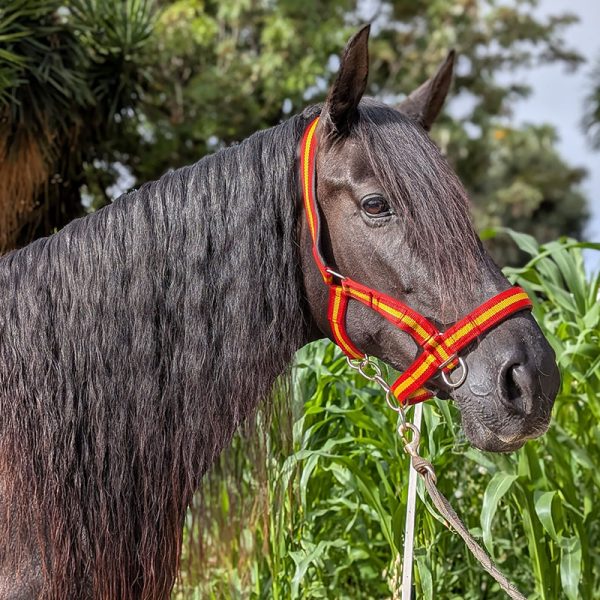 Stabiles Halfter in spanischen Farben an Rappe mit langer Mähne