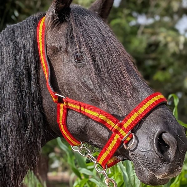 Stabiles Halfter in spanischen Farben Nahaufnahme an Rappen