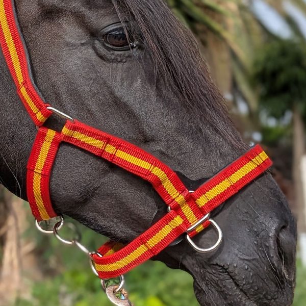 Stabiles Halfter in spanischen Farben an Rappen Nahaufnahme