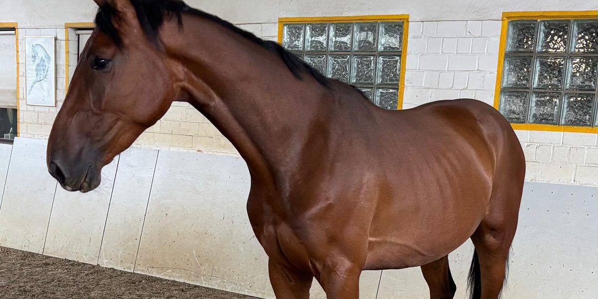 Nachwuchstalent von Lordanos zu verkaufen Nachwuchstalent von Lordanos frei in der Reithalle