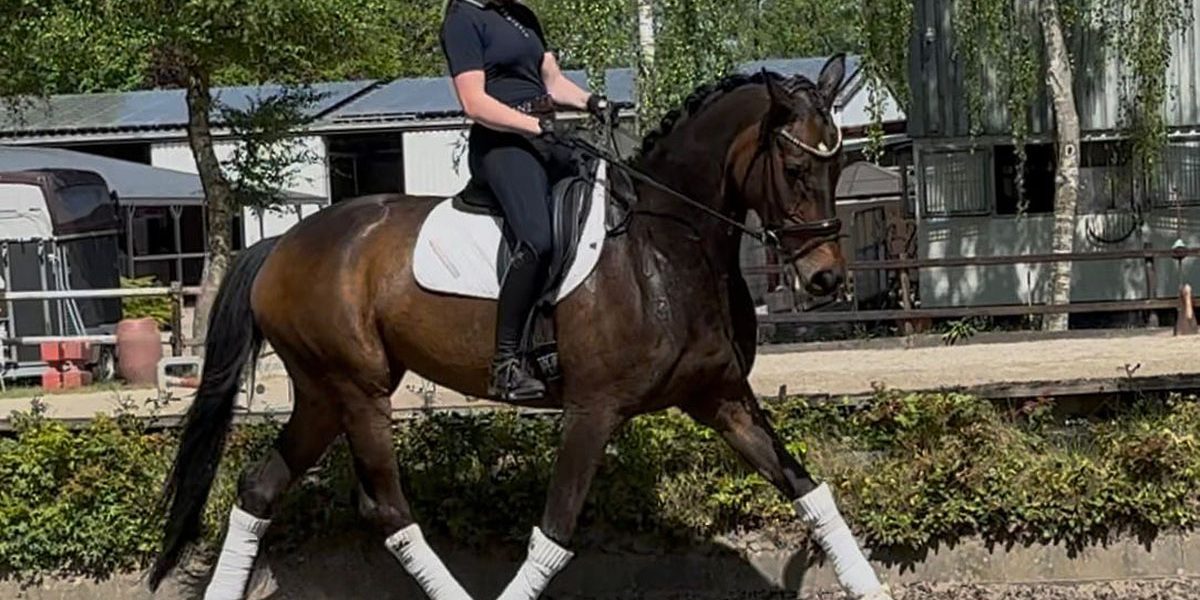 Verkaufspferd Hannoveraner Stute von Scuderia Verkaufspferd Hannoveraner Stute von Scuderia mit Reiterin im Trab
