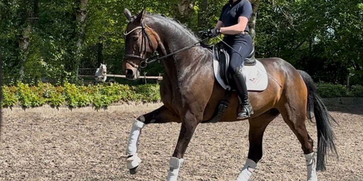 Verkaufspferd Hannoveraner Stute von Scuderia Verkaufspferd Hannoveraner Stute von Scuderia mit Reiterin im Galopp