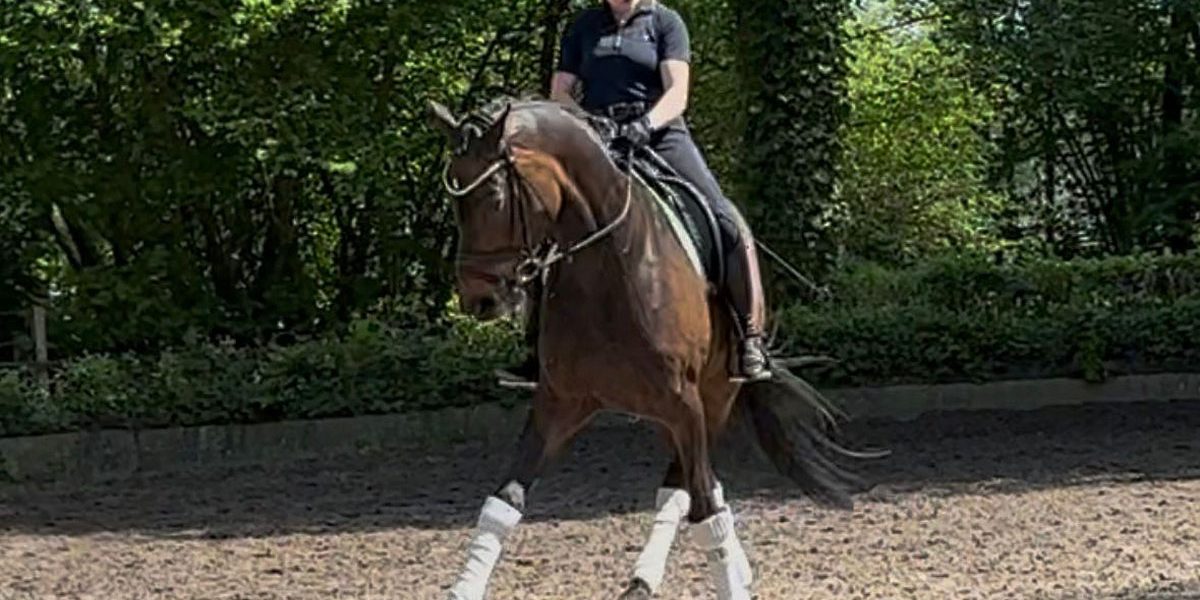 Verkaufspferd Hannoveraner Stute von Scuderia Verkaufspferd Hannoveraner Stute von Scuderia mit Reiterin im Seitengang