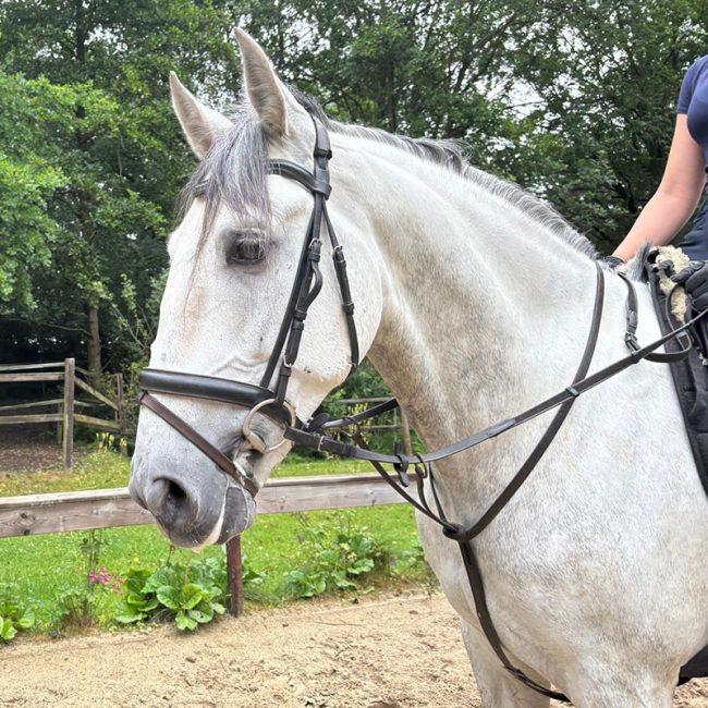 PRE Gelding 6 years reliable