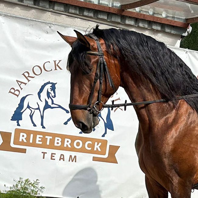 PRE castrado con potencial