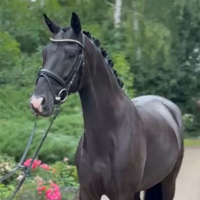 Totilux – Sohn der Legende Totilas