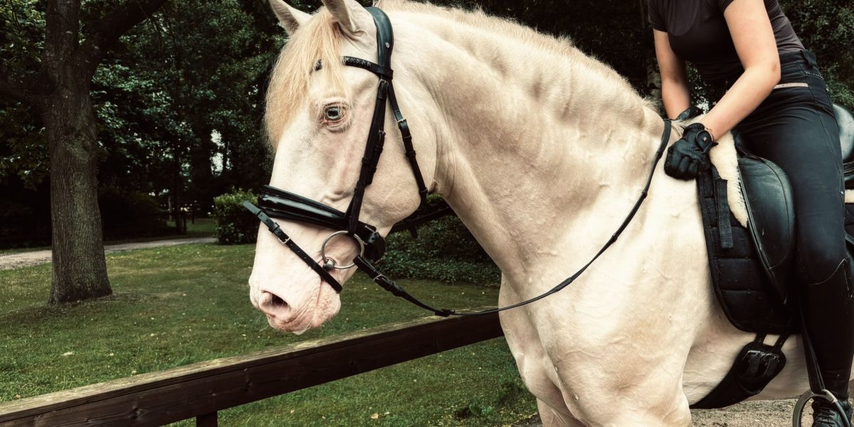 PRE 1,67 in Sonderfarbe Perlino mir Reiter zeigt Kopf und Hals