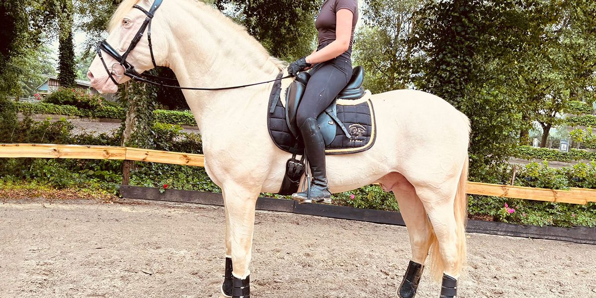 PRE 1,67 in Sonderfarbe Perlino mit Reiter auf dem Außenplatz