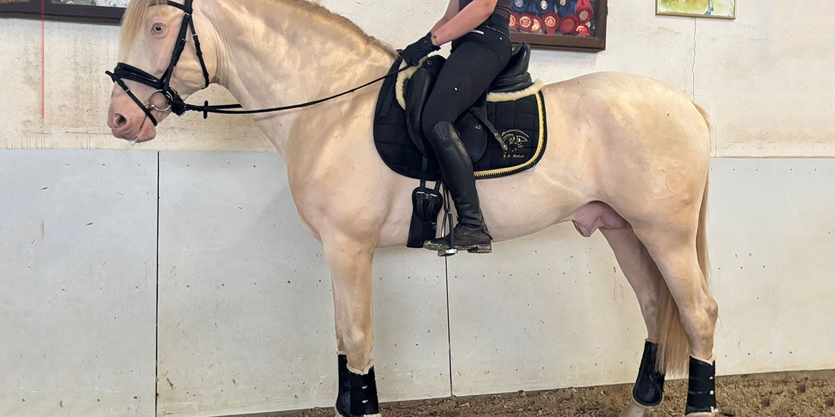PRE 1,67 in Sonderfarbe Perlino mit Reiter in Reithalle