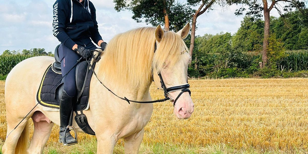 PRE Hengst Perlino mit Reiter auf Stoppelfeld
