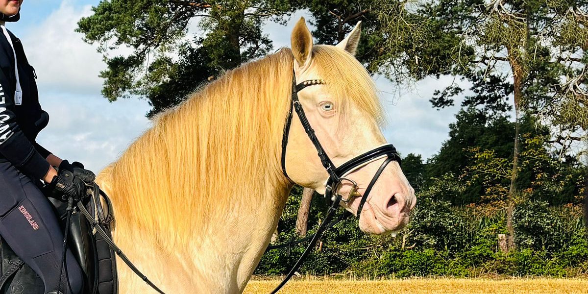 PRE Hengst Farbe Perlino mit Reiter im Gelände