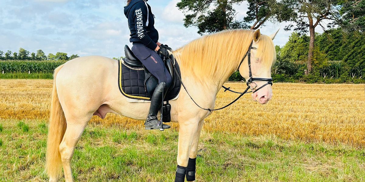 PRE Hengst Farbe Perlino mit Reiter im Gelände