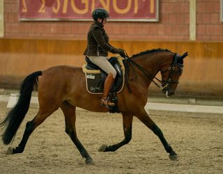 Working Equitation mit ehemaligem Verkaufspferd Atributo