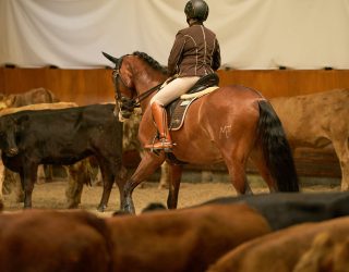 Working Equitation mit ehemaligem Verkaufspferd Atributo