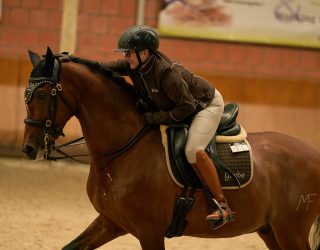 Working Equitation mit ehemaligem Verkaufspferd Atributo