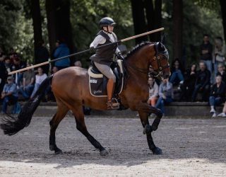 Working Equitation mit ehemaligem Verkaufspferd Atributo