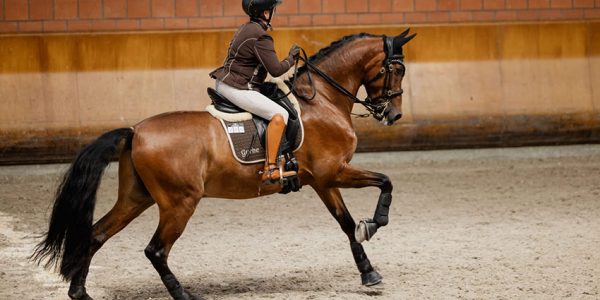 Working Equitation mit ehemaligem Verkaufspferd Atributo