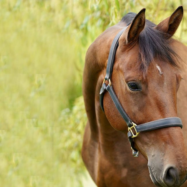 Gelding with good movement quality
