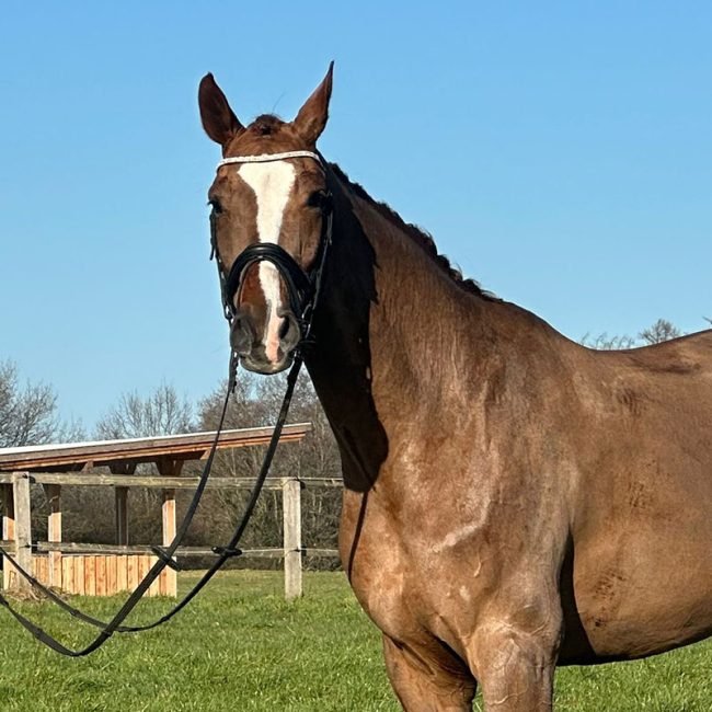 Successful dressage mare by Farell
