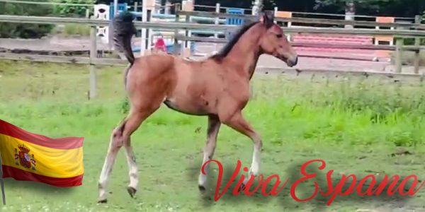 Die süße Viva España, PRE x Warmblueter tobt auf der Weide