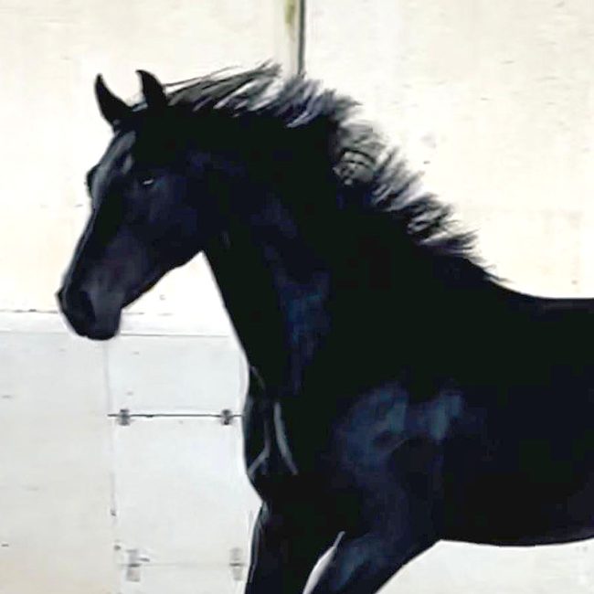 2-year-old gem from For Dance