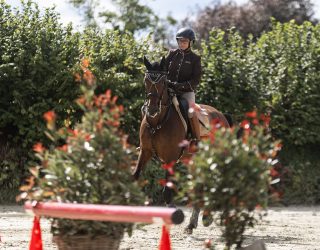 Equitación de trabajo con el antiguo caballo de venta Atributo