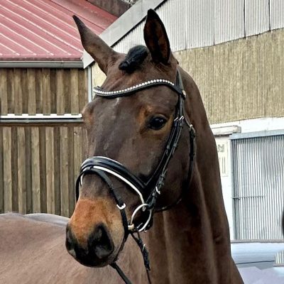 Schicker Wallach von Sir Donnerhall