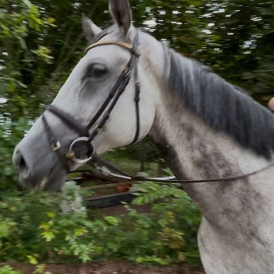 Sprunggewaltiger Wallach 10 Jahre