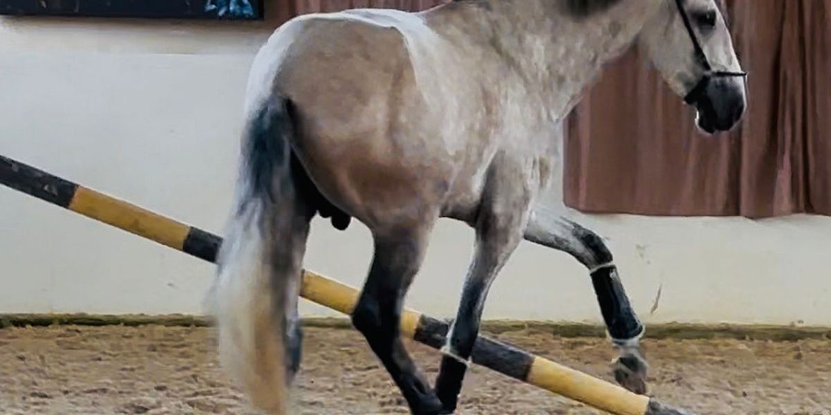lusitano01