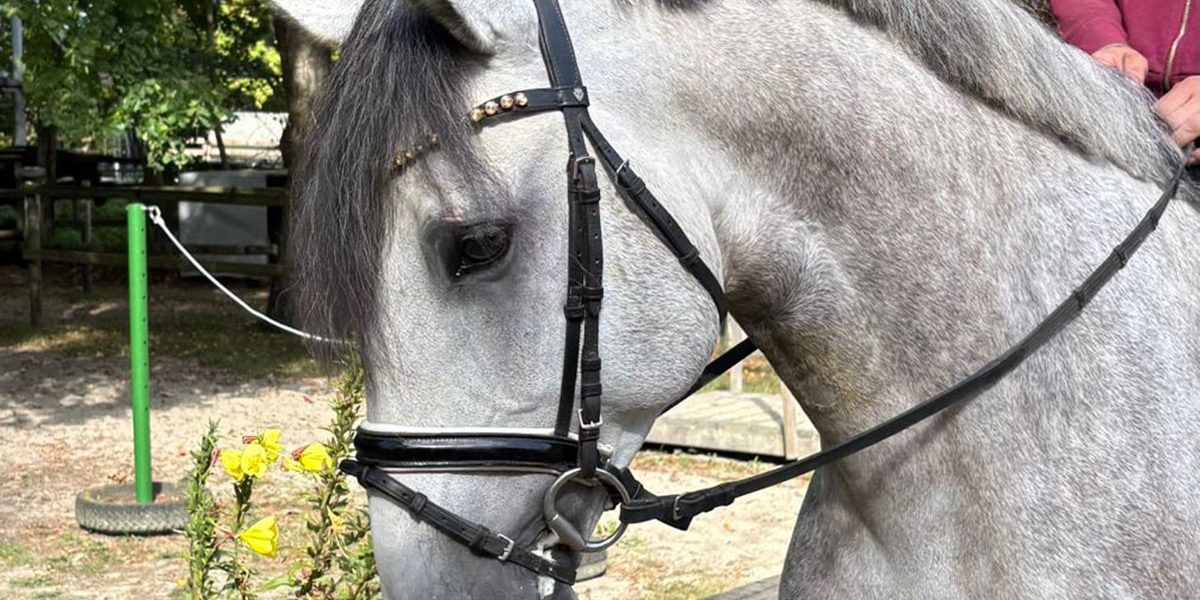 lusitano02