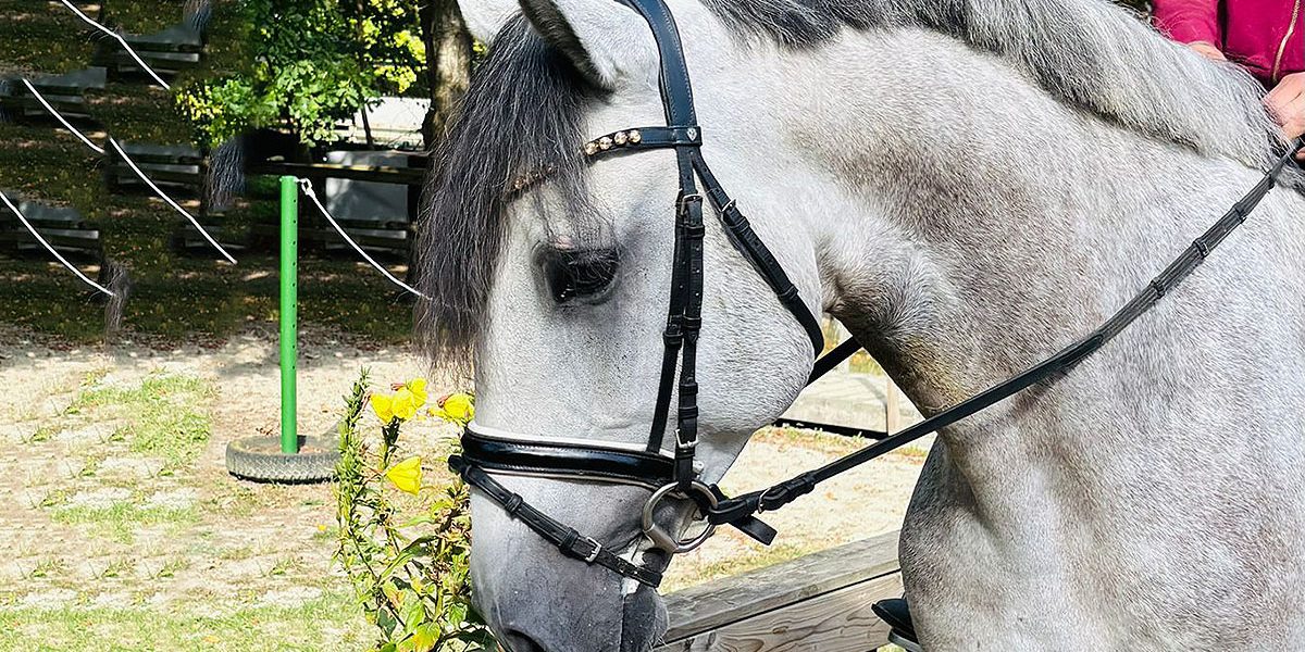 lusitano04