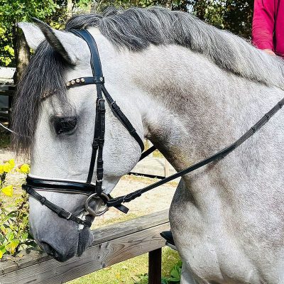 Lusitano young dressage horse