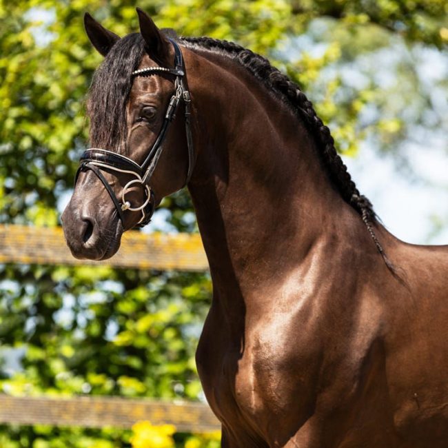 Pupilaje 3 Barock Meets Classic PRE Capado expresivo