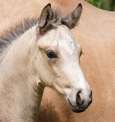 Buckskin stallion “Just Champagne” on his way to Hanoverian licensing