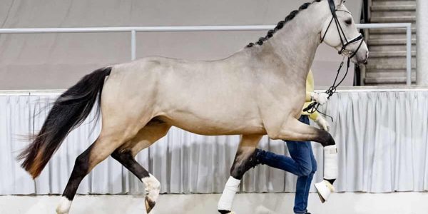 Buckskin Hengst „Just Champagne“ auf dem Weg zur Hannoveraner Körung